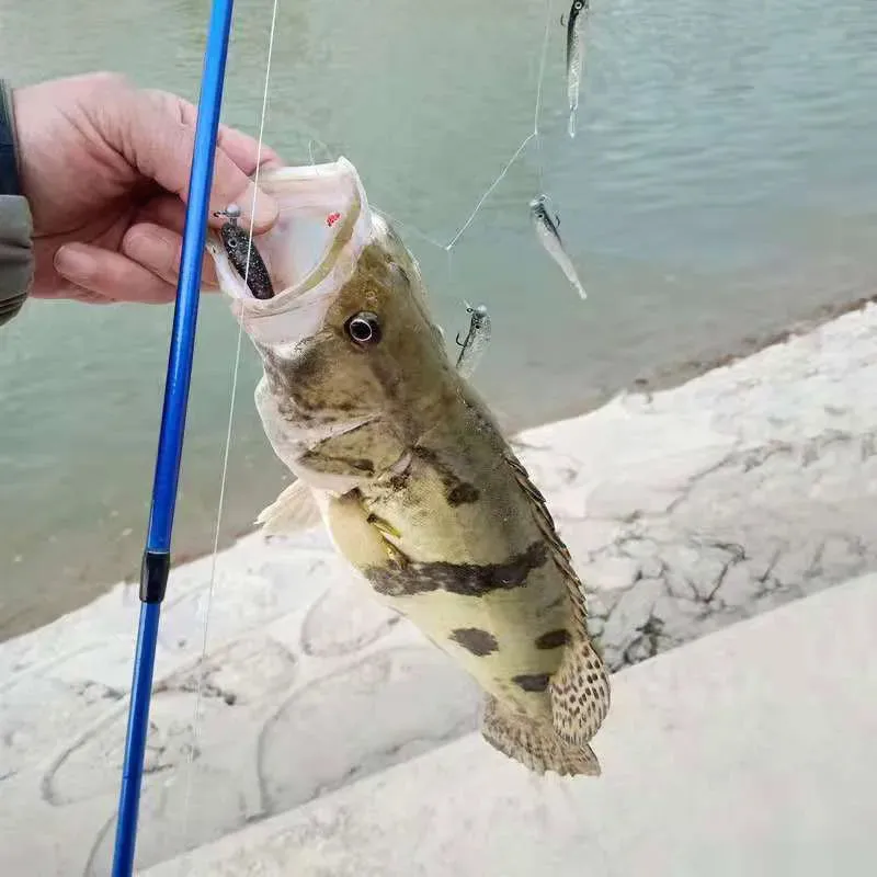 Cluster 5x Soft Lure Fishing jig Bait T Tail fluke weighted hooks and leader Swim Cast Bait