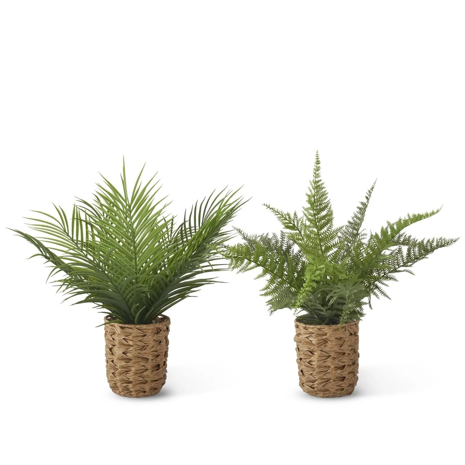 Fern In Woven Pot
