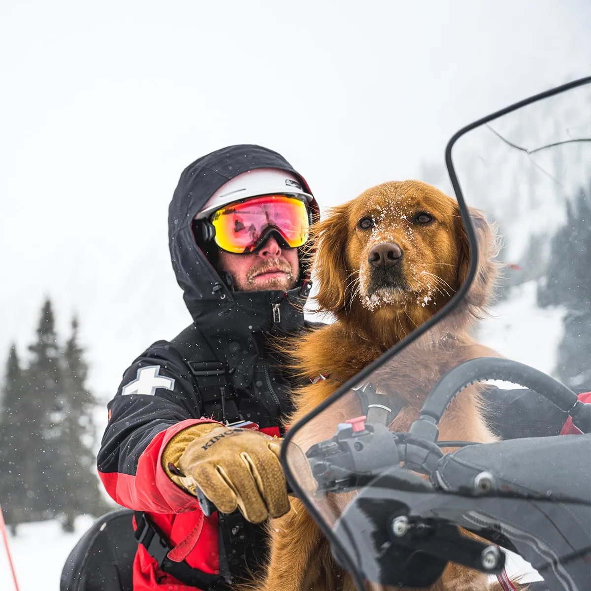 John Fellows x Barry the Avalanche Dog Art Print