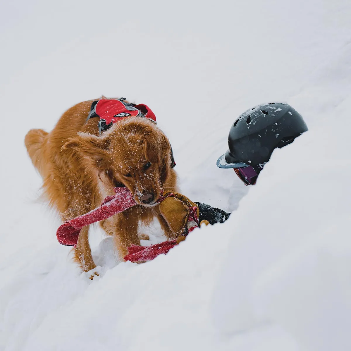 John Fellows x Barry the Avalanche Dog Art Print